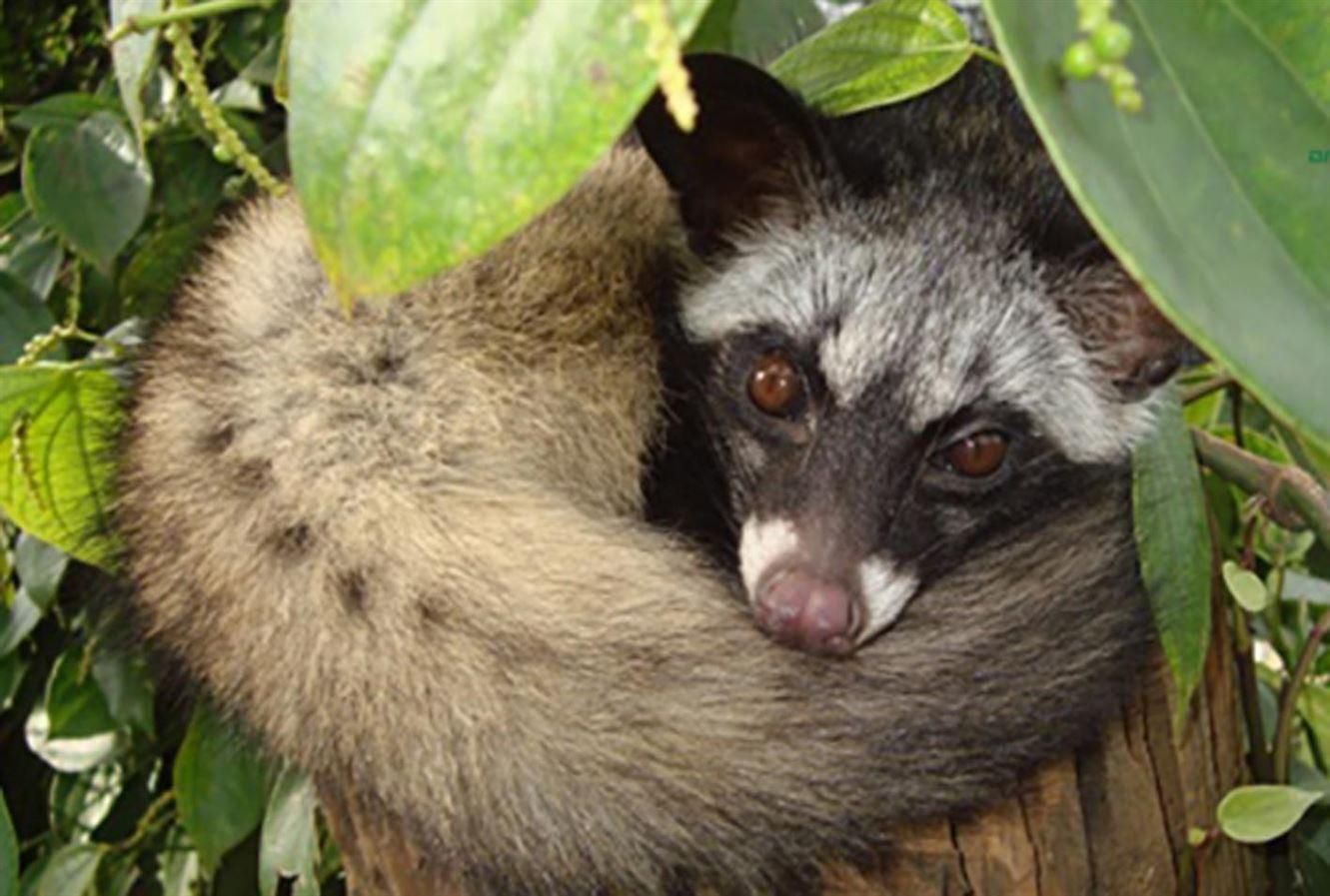 Tìm hiểu về chồn mướp rừng - loài động vật ấn tượng của rừng nhiệt đới