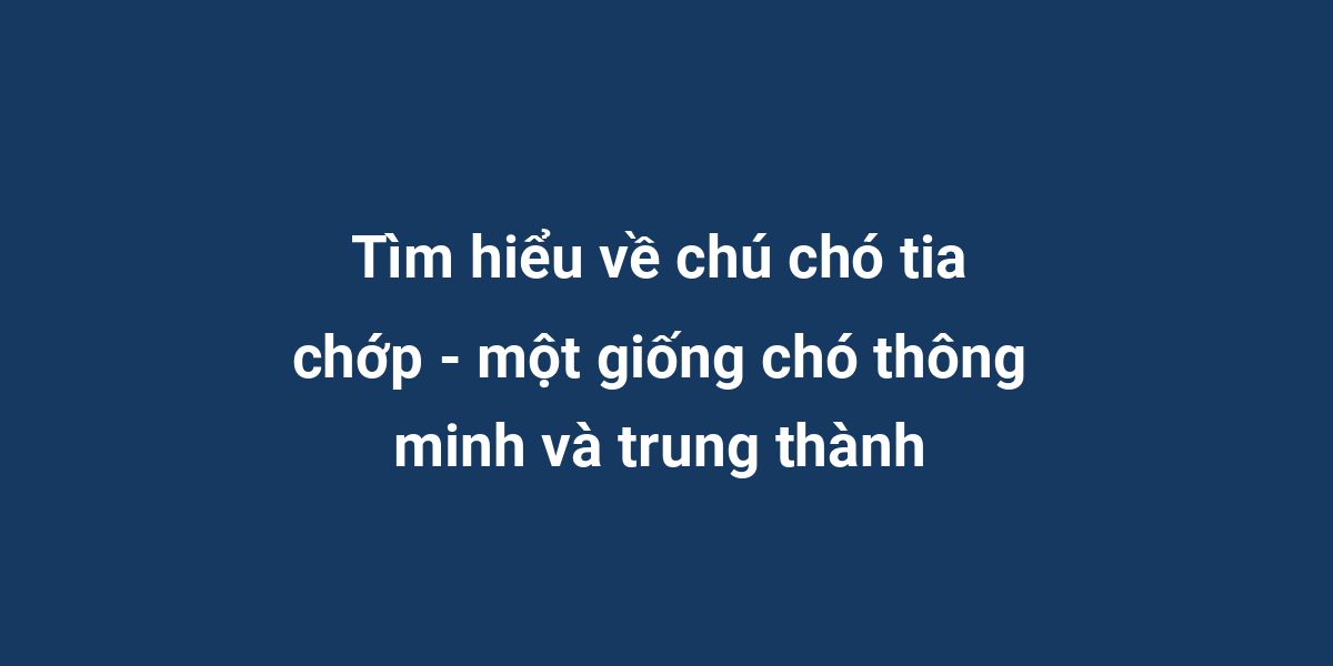 Tìm hiểu về chú chó tia chớp - một giống chó thông minh và trung thành