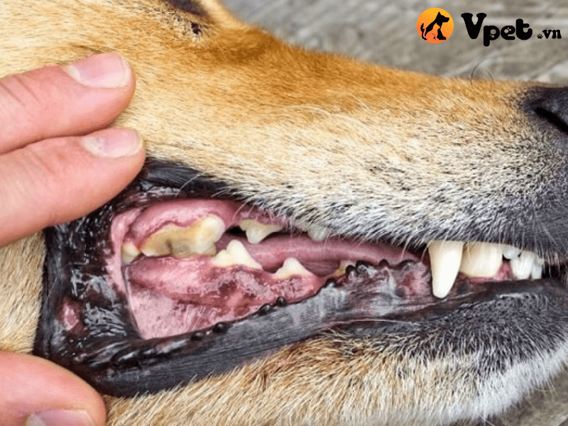 Nguyên nhân chó bị bệnh viêm miệng, u nhú và nổi mụn cóc