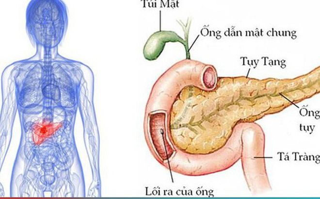 Tìm hiểu về chức năng của tụy và tác động đến sức khỏe của bạn