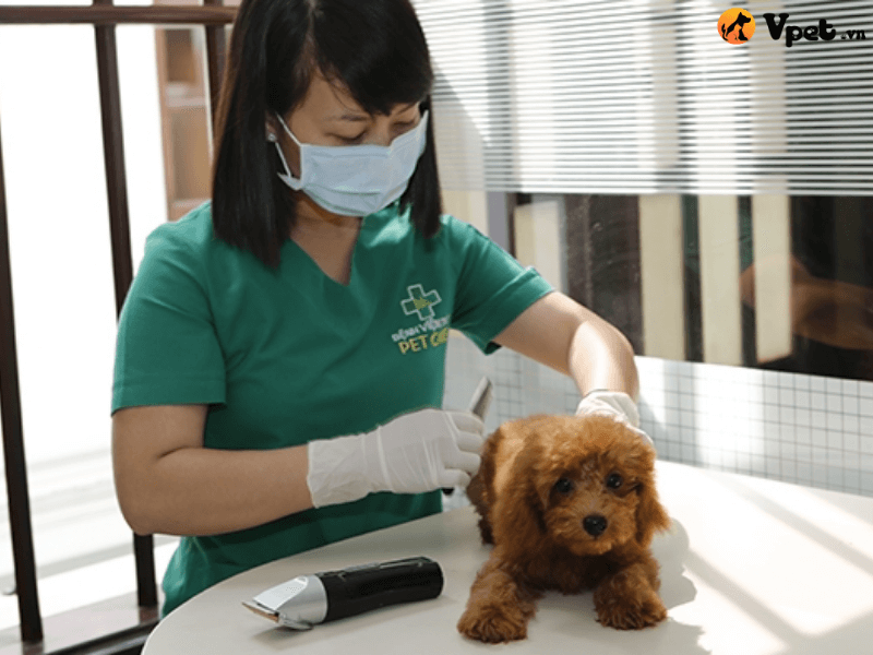 Phòng ngừa rối loạn nhịp tim ở chó