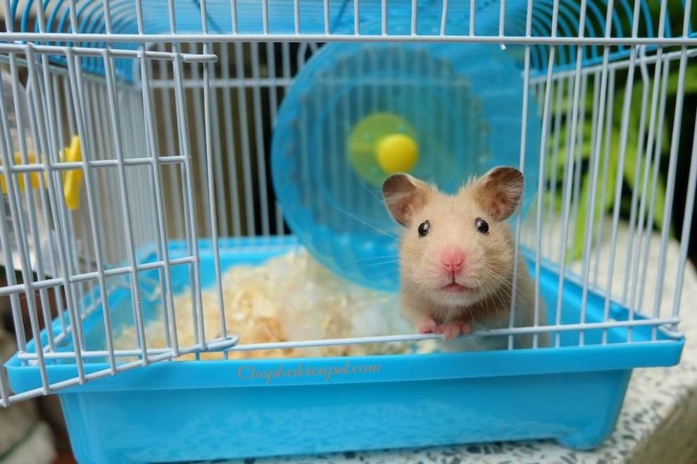 Chuồng hamster giá rẻ cho những chú cưng đáng yêu của bạn