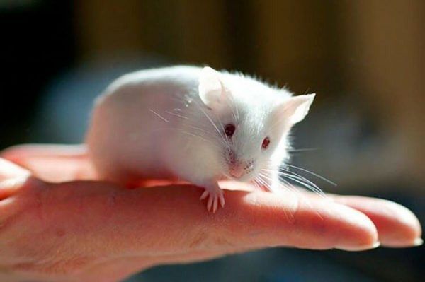 All You Need to Know About English White Mice