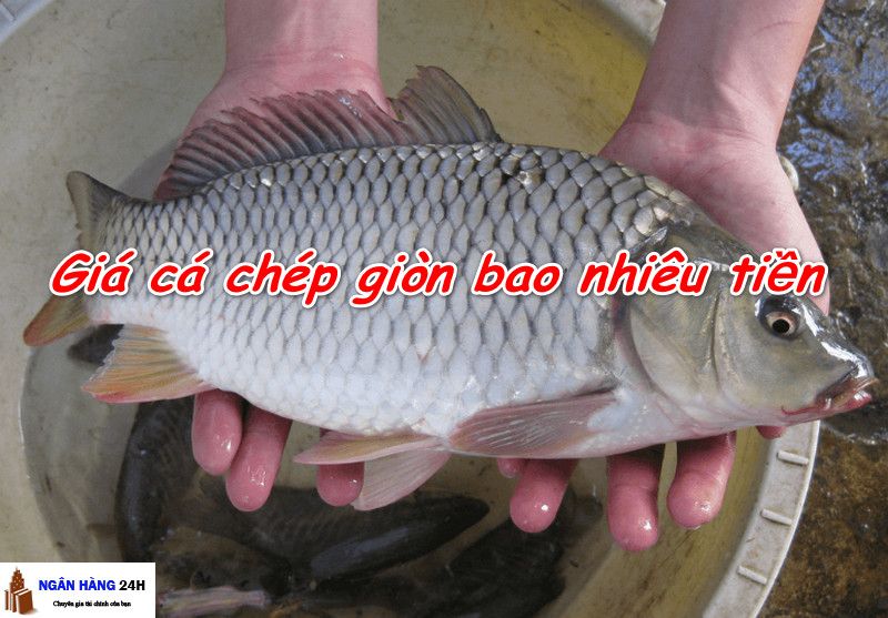 Có giống cá chép giòn không? Tìm hiểu thông tin chi tiết tại đây