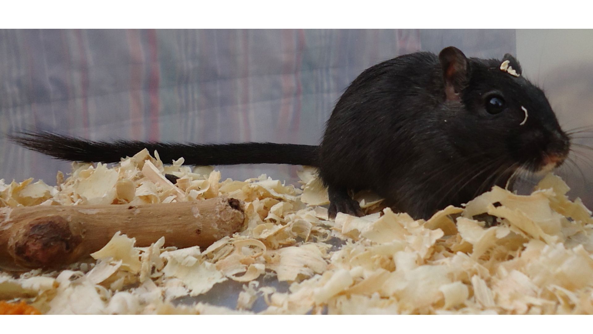 Tìm hiểu về con chuột nhảy - Sự thật và thông tin cập nhật chính xác