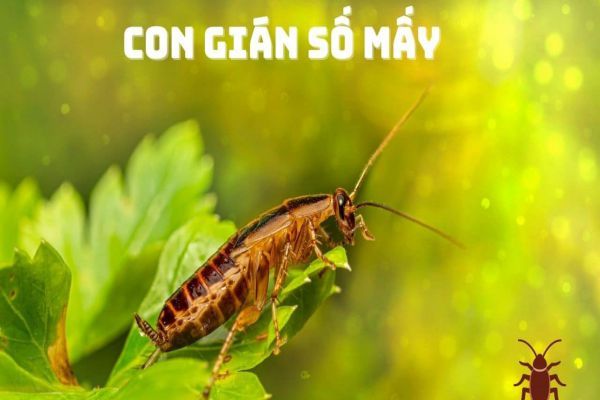 Con gián màu trắng vào nhà: Nguyên nhân, hại và cách phòng tránh