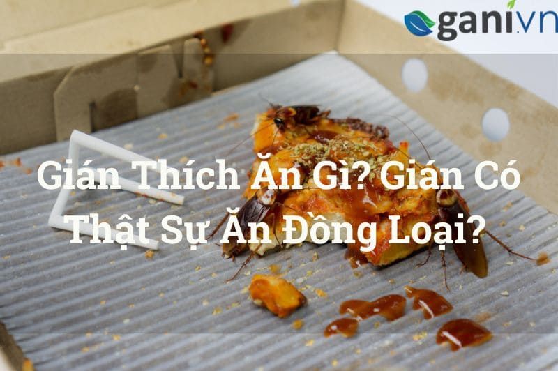 Tất tần tật về con gián thích ăn gì - thông tin bổ ích cho bạn