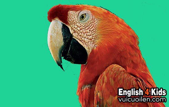 Tìm hiểu về Con vẹt đọc tiếng Anh là gì và cách chăm sóc chúng