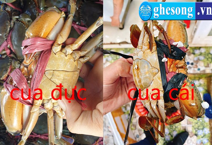 Tìm hiểu về sự khác biệt giữa cua đực và cua cái