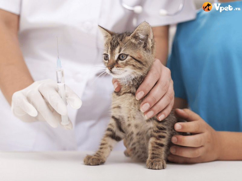 Chẩn đoán hồng cầu của bác sĩ thú y