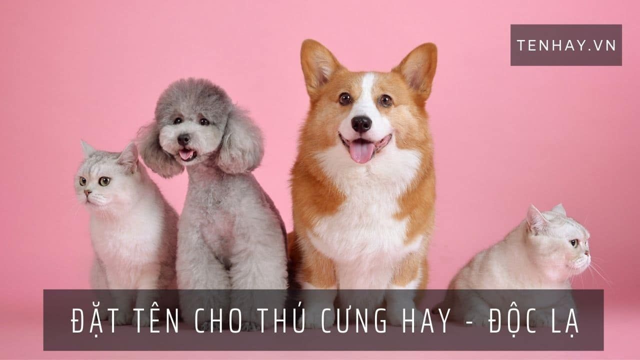 Tìm hiểu cách đặt tên cho thú cưng chuột độc đáo và ý nghĩa