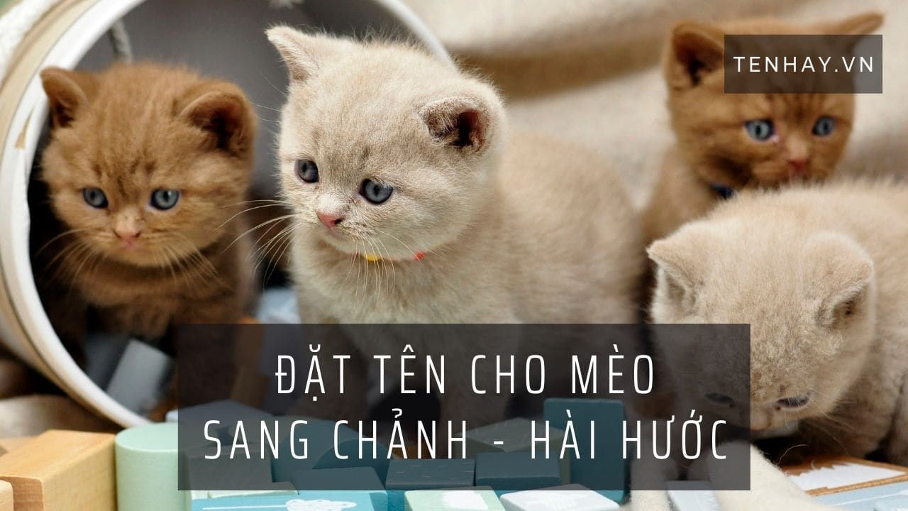 Đặt tên mèo sang chảnh: Những gợi ý thú vị