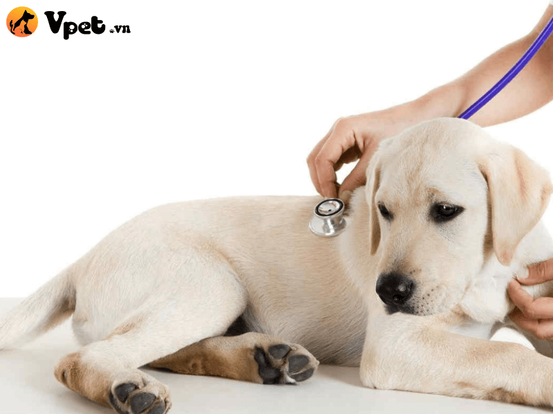 Phương pháp điều trị phổ biến khi chó bị ung thư
