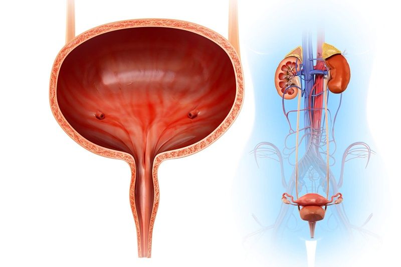 Tìm hiểu về dấu hiệu sỏi bàng quang cần lưu ý