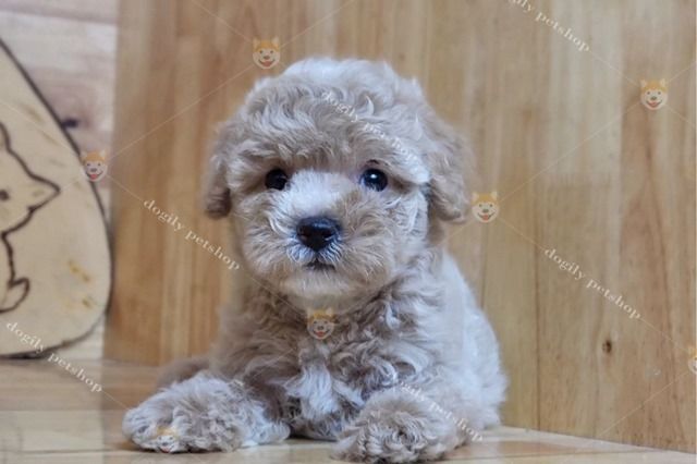 Địa chỉ phối giống chó poodle tại Hà Nội - Nơi tin cậy cho những người yêu thú cưng