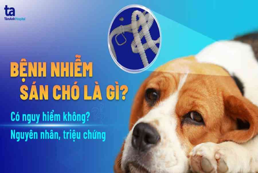 Cập nhật thông tin mới nhất về điều trị nhiễm sán chó