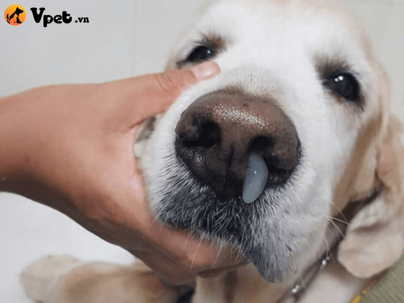 Thực hiện điều trị tại nhà cho chó bị viêm phế quản