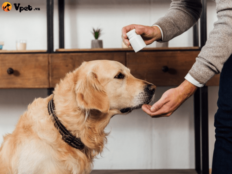 Chăm sóc cho chó bị động kinh