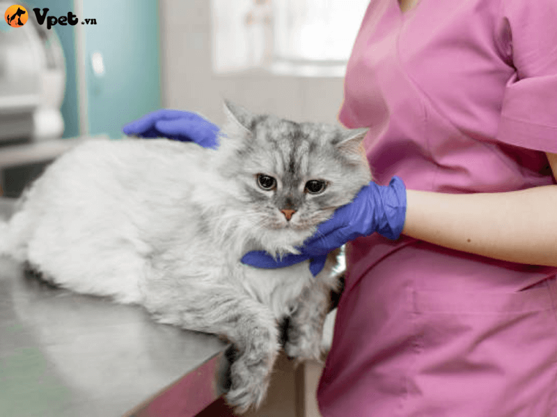 Điều trị đột quỵ do nhiệt cho mèo