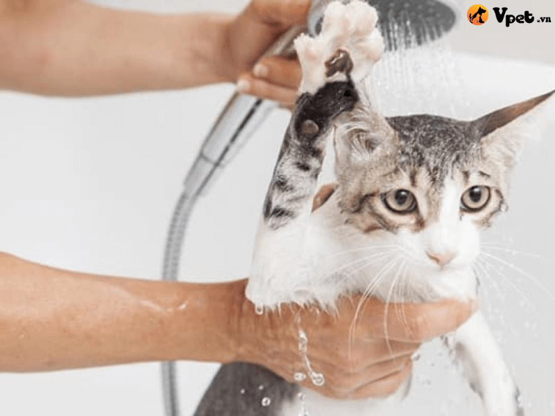 Cách xử lý tại nhà khi mèo bị tăng thân nhiệt