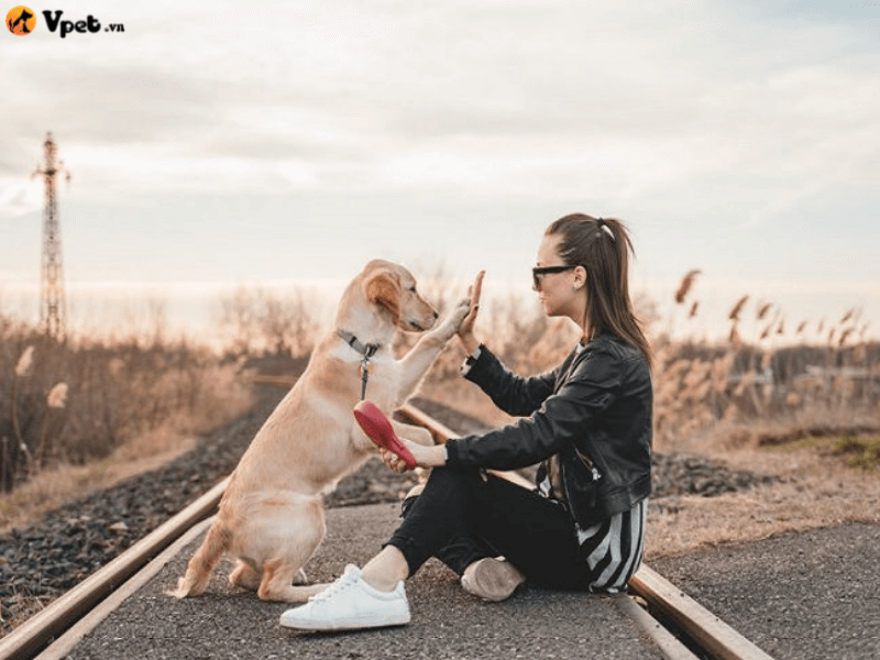 Chăm sóc khi đi du lịch cùng chó về