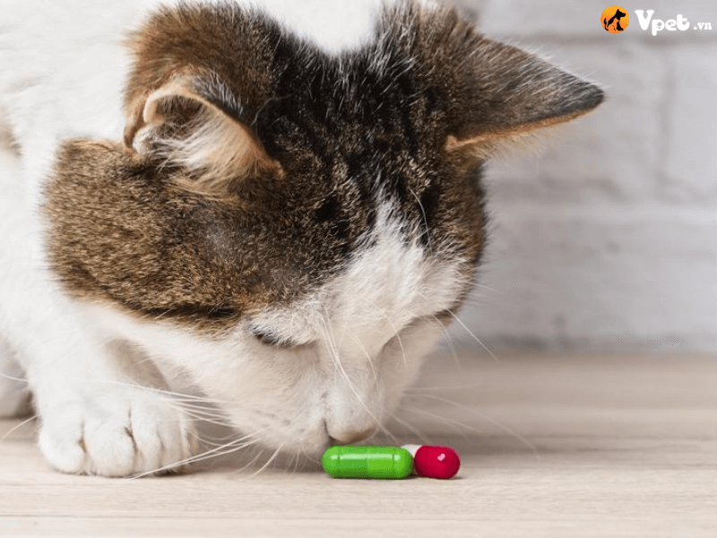Điều trị đường trong máu thấp ở mèo