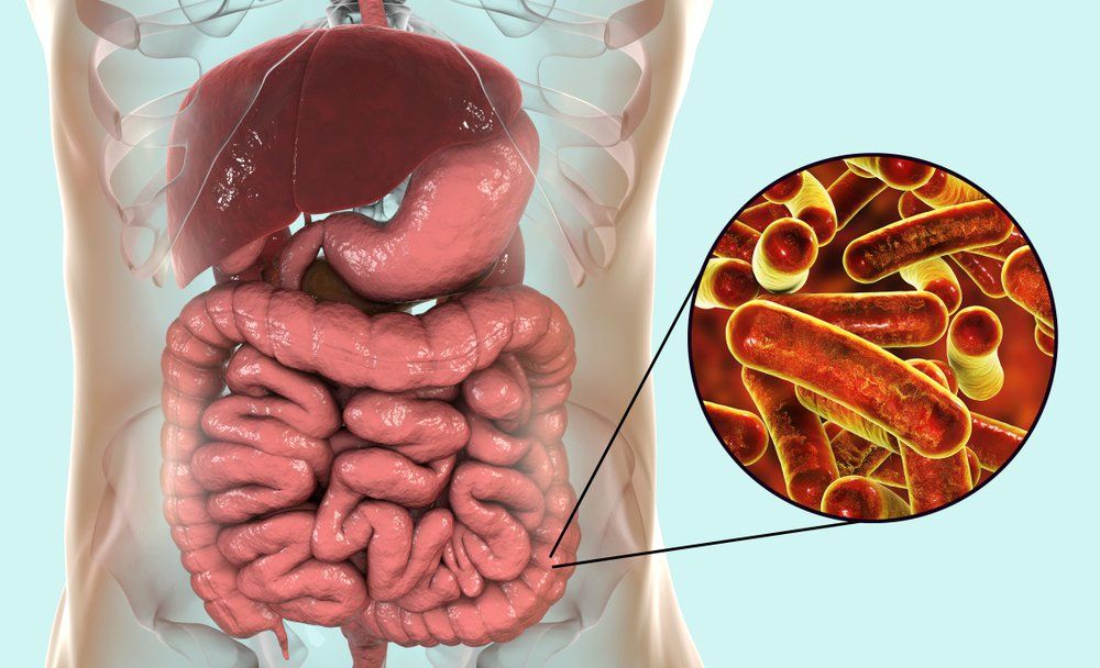 Tìm hiểu về Entamoeba histolytica - loại ký sinh trùng gây bệnh nguy hiểm