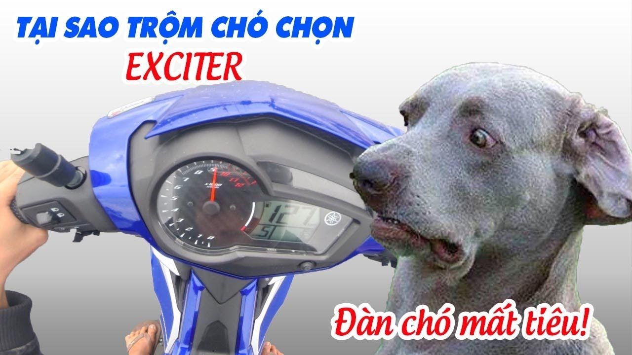 Exciter Trộm Chó - Thông Tin Chi Tiết Và Nguyên Nhân?