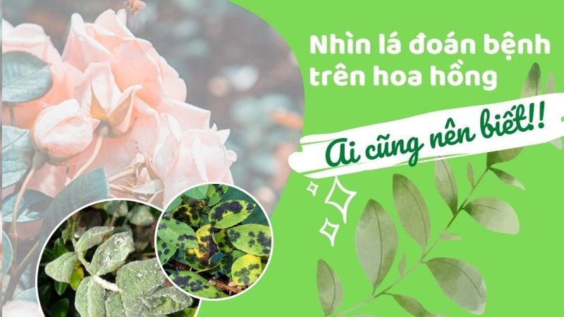 Gai hoa hồng có độc không? Hãy tìm hiểu sự thật về loại gai này!