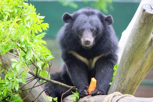 Gấu có đuôi không - Tìm hiểu thông tin về loài gấu đặc biệt này