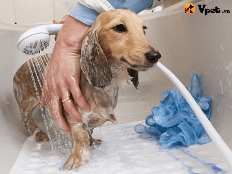 Hạn chế việc ghẻ và nấm da ở chó