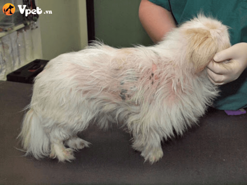 Bệnh ghẻ chó và nấm da ở chó có lây qua cho người không