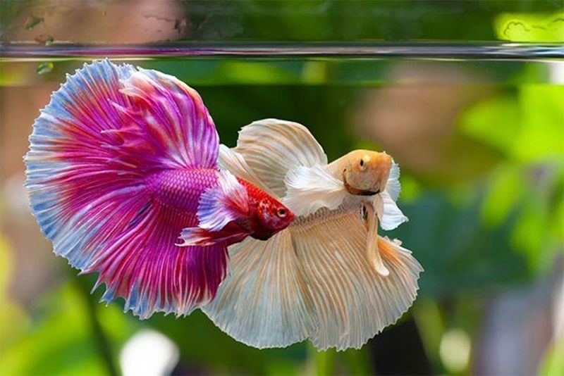 Betta Koi - Thông tin về giá và những điều cần biết