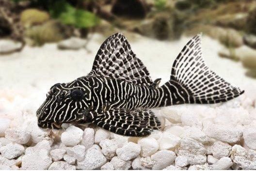 Giá cá pleco - Thông tin mới nhất về giá bán cá pleco