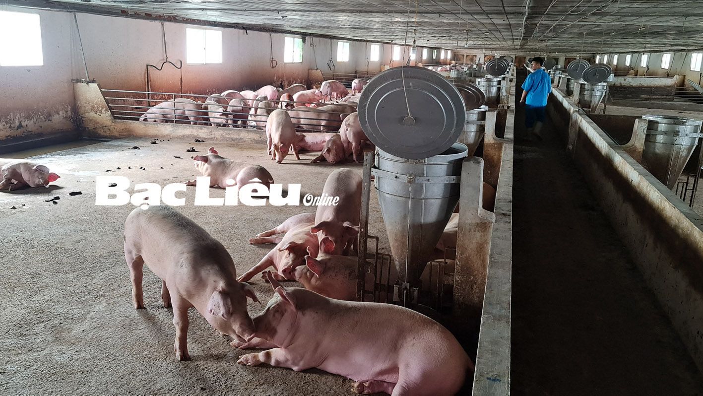 Thông tin và giá thức ăn cho heo tốt nhất hiện nay