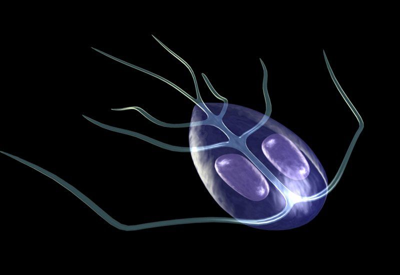 Tìm hiểu về Giardia Lamblia là gì và cách phòng tránh