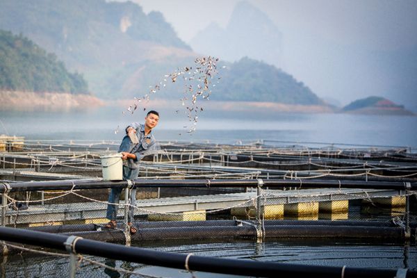 Tìm hiểu về giống cá tầm - thông tin, đặc điểm và cách nuôi