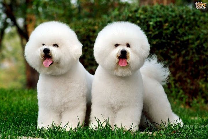 Giới thiệu về giống chó Bichon Hàn Quốc đáng yêu