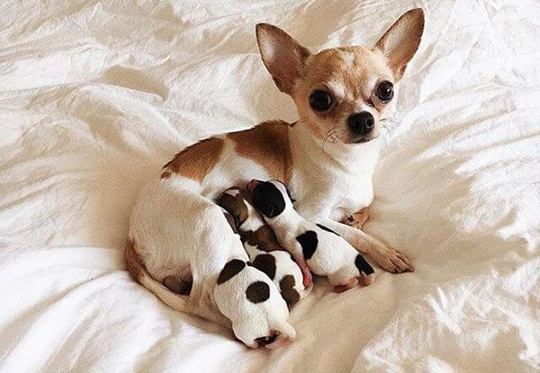 Tìm hiểu giá các loại giống chó Chihuahua đang hot nhất hiện nay