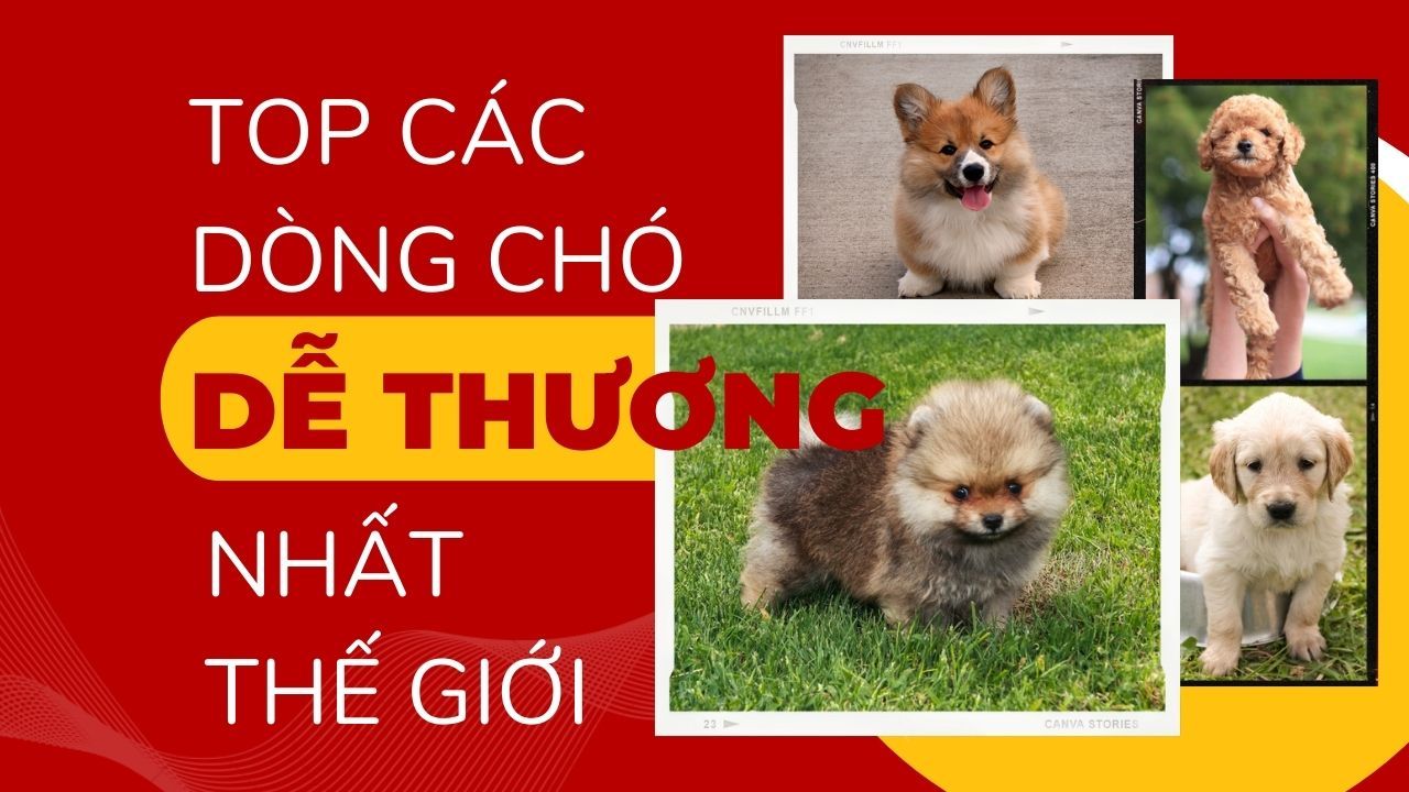 Tìm hiểu về các giống chó đáng yêu tại Việt Nam