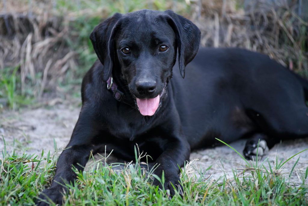 Tìm hiểu về Giống chó đen tuyền: Lịch sử, tính cách và thông tin chăm sóc