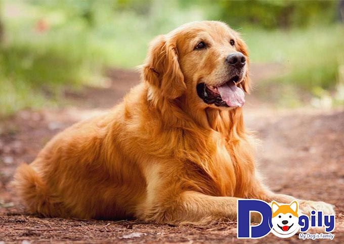 Tìm hiểu về giống chó Gâu Đần - Nguồn gốc, đặc điểm và cách nuôi