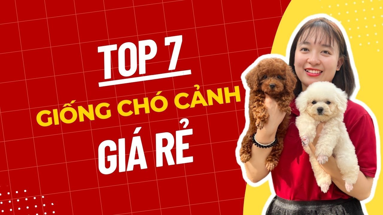 Giới thiệu 5 giống chó giá rẻ dễ chăm sóc cho gia đình