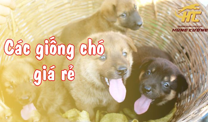 Tìm hiểu về 10 giống chó giữ nhà giá rẻ hiệu quả nhất