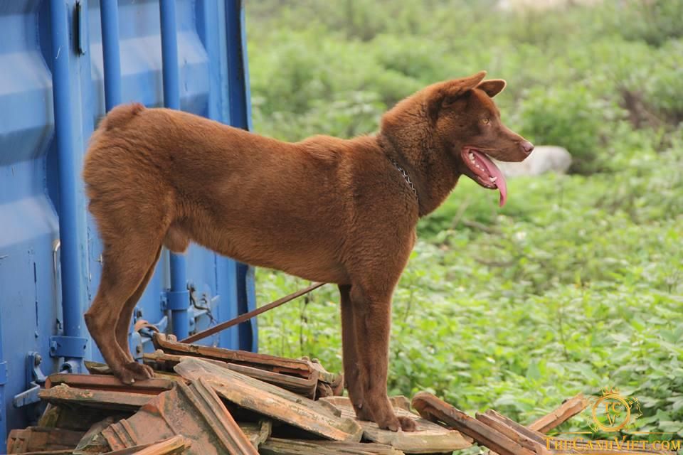 Tìm hiểu về giống chó Hmong Cộc - một giống chó độc đáo và đáng yêu