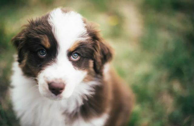 Tìm hiểu về giống chó Mỹ - Những thông tin hữu ích