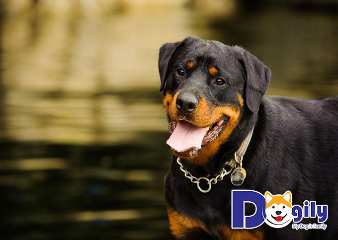 Giống chó Rottweiler thuần chủng - thông tin chi tiết và hình ảnh đẹp nhất