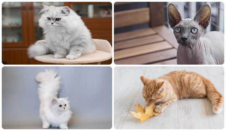 Tìm hiểu về những giống mèo nhỏ đáng yêu cho gia đình của bạn