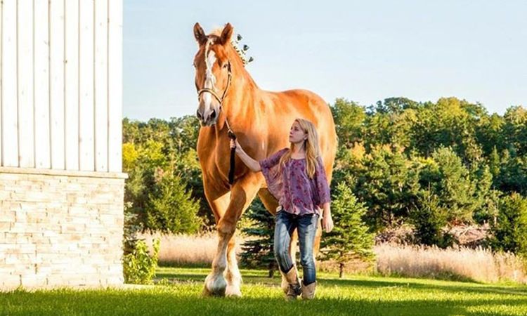 Tìm hiểu về Giống ngựa lớn nhất thế giới 2021 - Top 5 loại ngựa to nhất thế giới