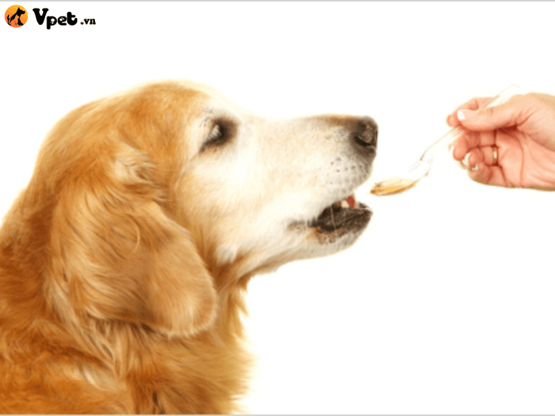 Cẩm nang sử dụng thuốc phòng ngừa giun chỉ ở chó